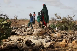 Drought In Horn Of Africa Worse Than In 2011 Famine-IGAD Reveals