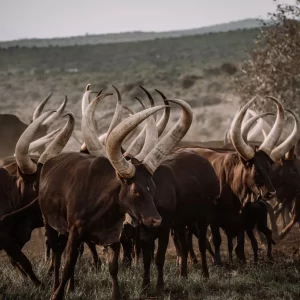 Domestic Tourism: Ankole Cattle A Gem In Agrotourism Sector