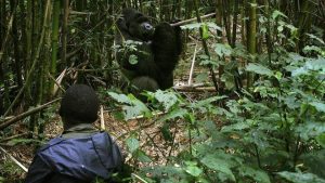 Four People Killed In Eastern DRC Ambush Near Gorilla Park