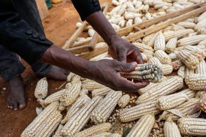  South Sudan Impounds Over 40tonnes Of Ugandan Maize Contaminated With High Levels Of Aflatoxins