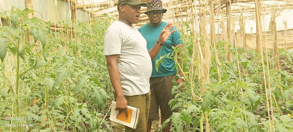 Ensuring Food Security: How SDG President Jushua Musinguzi Is Minting Over UGX 30M Per Season From Backyard Farming At His Kololo Home