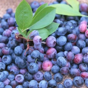 Health Alert: 10 Proven Health Benefits Of Blueberries